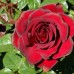 Trandafir teahibrid Schwarze Madona C4H